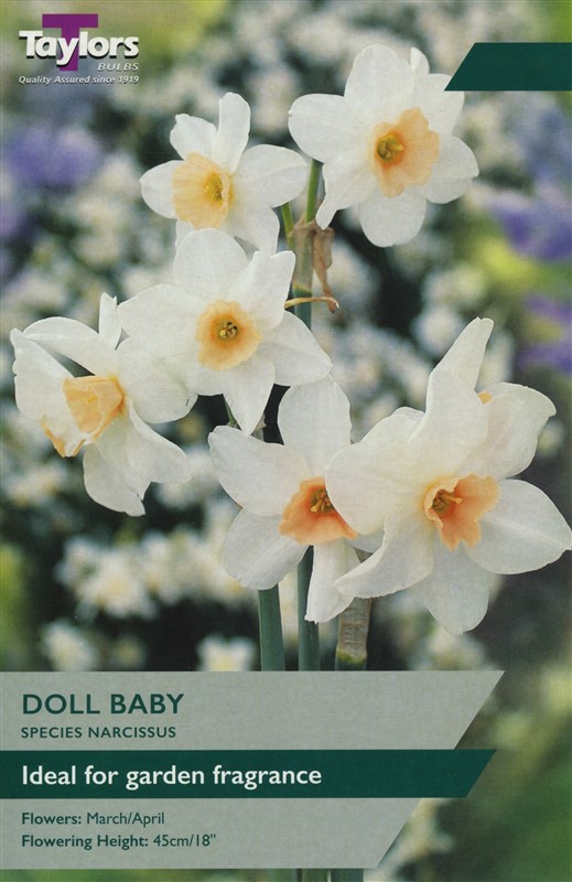 Narcissus Doll Baby Pre Pack