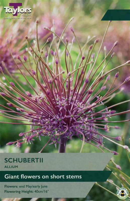 Allium Schubertii Pre Pack
