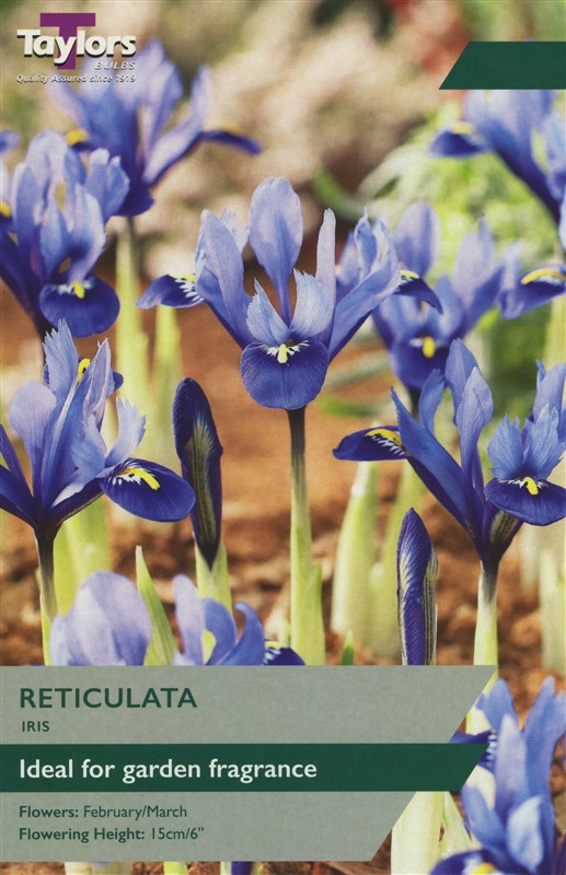 Iris Reticulata Pre Pack
