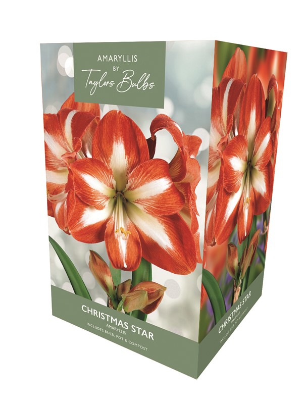 Amaryllis Christmas Star