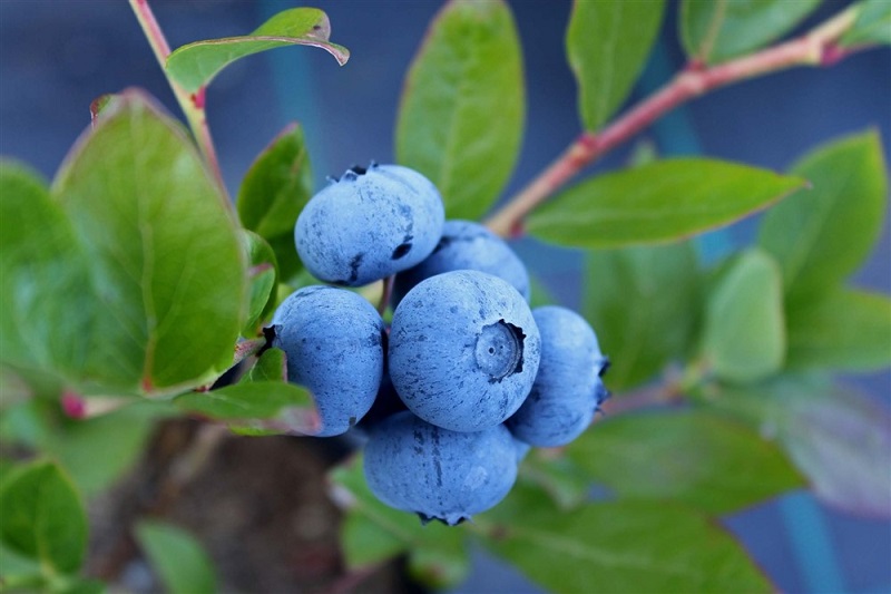 Blueberry Hortblue Petite 3L